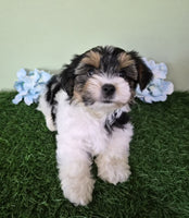 Biewer Terrier