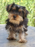 Yorkshire Terrier