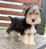 Jasper Male Yorkshire Terrier $550