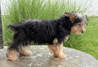 Jasper Male Yorkshire Terrier $550