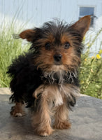Yorkshire Terrier