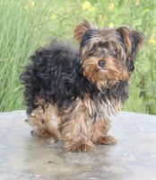 Yorkshire Terrier