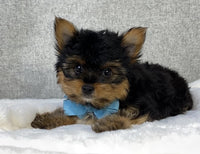 Yorkshire Terrier