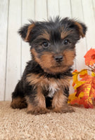 Sugar Female AKC Yorkshire Terrier $950