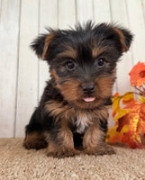 Sugar Female AKC Yorkshire Terrier $950