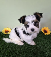 Biewer Terrier