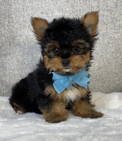 Yorkshire Terrier