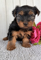 Yorkshire Terrier