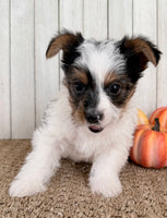 Lexie Female AKC Yorkshire Terrier $950