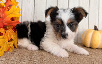 Lexie Female AKC Yorkshire Terrier $950