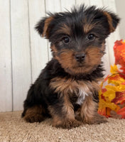 Sugar Female AKC Yorkshire Terrier $950
