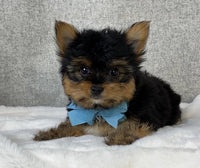 Yorkshire Terrier