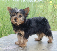 Yorkshire Terrier