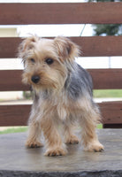 Yorkshire Terrier