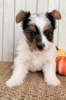 Lexie Female AKC Yorkshire Terrier $950