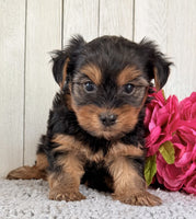 Yorkshire Terrier