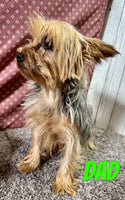 Tucker Male Yorkipoo $995