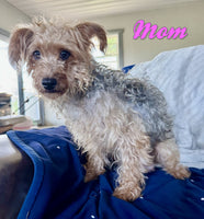Sugar Female Yorkipoo $750