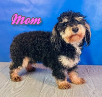 Buster Male Yorkipoo $975