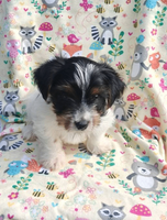Bentley Male Yorkshire Terrier $750