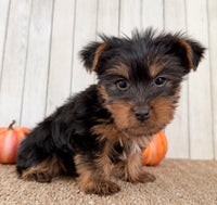 Sugar Female AKC Yorkshire Terrier $950