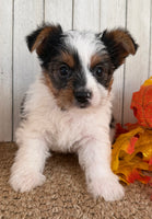 Lexie Female AKC Yorkshire Terrier $950