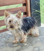  Yorkshire Terrier