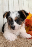 Lexie Female AKC Yorkshire Terrier $950