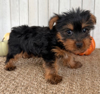 Sugar Female AKC Yorkshire Terrier $950