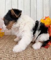 Lexie Female AKC Yorkshire Terrier $950