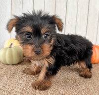 Sugar Female AKC Yorkshire Terrier $950