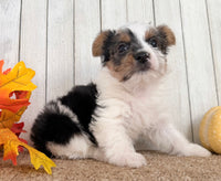 Lexie Female AKC Yorkshire Terrier $950