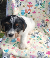 Bentley Male Yorkshire Terrier $750