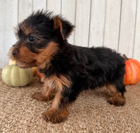 Sugar Female AKC Yorkshire Terrier $950