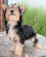 Jasper Male Yorkshire Terrier $550
