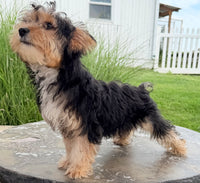 Jasper Male Yorkshire Terrier $550