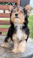 Jasper Male Yorkshire Terrier $550