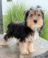 Jasper Male Yorkshire Terrier $550
