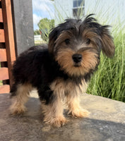 Yorkshire Terrier