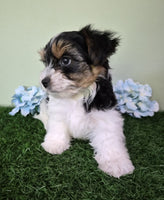 Biewer Terrier