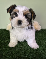 Biewer Terrier