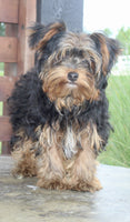Yorkshire Terrier