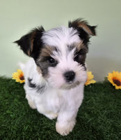 Biewer Terrier