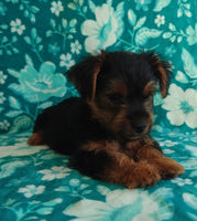 Yorkshire Terrier