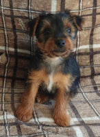 Yorkshire Terrier