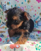 Yorkshire Terrier