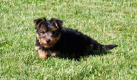 Yorkshire Terrier