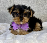 Yorkshire Terrier