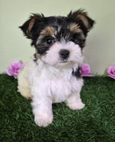 Biewer Terrier