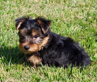 Yorkshire Terrier